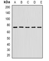 STS-1 Rabbit Polyclonal Antibody