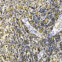 STS-1 Rabbit Polyclonal Antibody