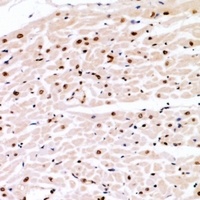 Cyclin E1 (Phospho-T77) Antibody