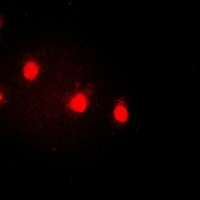 Cyclin E1 (Phospho-T77) Antibody