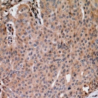 ANAPC1 (Phospho-S688) Antibody