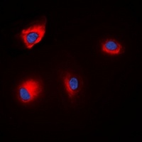 ANAPC1 (Phospho-S688) Antibody