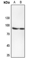 TMEM16J Rabbit Polyclonal Antibody