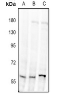 Alpha-1D Adrenergic Receptor Rabbit Polyclonal Antibody