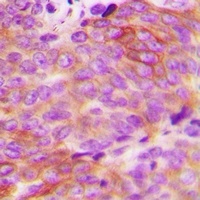 Alpha-1D Adrenergic Receptor Rabbit Polyclonal Antibody