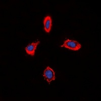 Alpha-1D Adrenergic Receptor Rabbit Polyclonal Antibody