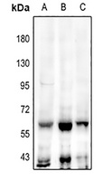 TEAD2 Antibody