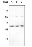 STEAP2 Rabbit Polyclonal Antibody