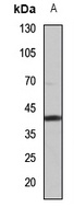 ZNT2 Antibody