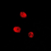 CREB (Phospho-S129) Antibody