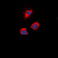 GAP43 (Phospho-S41) Antibody