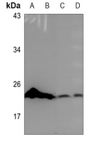 COX4-2 Rabbit Polyclonal Antibody