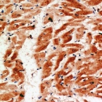 COX4-2 Rabbit Polyclonal Antibody