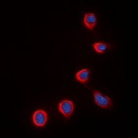 COX4-2 Rabbit Polyclonal Antibody