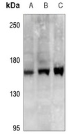 SCP2 Antibody