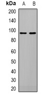 ATG9A Antibody