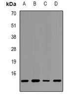 Histone H2B Rabbit Polyclonal Antibody