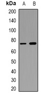 CD93 Rabbit Polyclonal Antibody