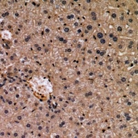 WISP3 Antibody