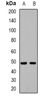 HIC5 Antibody