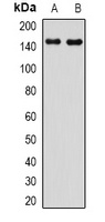 PIR121 Rabbit Polyclonal Antibody
