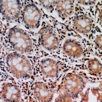 PIR121 Rabbit Polyclonal Antibody