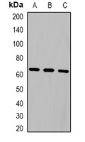 NOP56 Rabbit Polyclonal Antibody