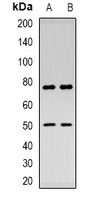 Thymopoietin Rabbit Polyclonal Antibody