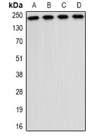 CD35 Rabbit Polyclonal Antibody