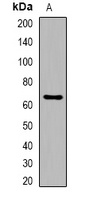 PTHR1 Rabbit Polyclonal Antibody
