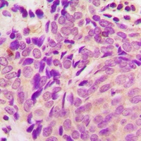 Beta-tubulin Antibody