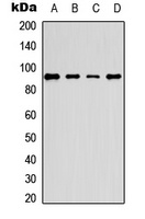 PE2 (Phospho-T526) Antibody