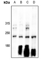 Separase Rabbit Polyclonal Antibody