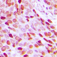 Histone H3 Antibody