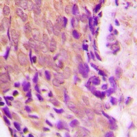 HSP90 beta Antibody [KO/KD Validated]