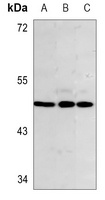Inhibin beta B Rabbit Polyclonal Antibody