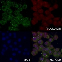 Inhibin beta B Rabbit Polyclonal Antibody