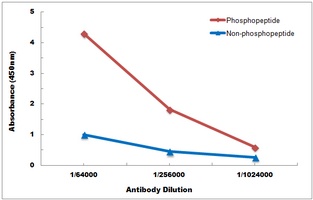 CD61 (Phospho-Y785) Antibody