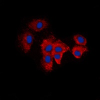 KDELR2 Antibody