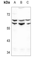 Lamin A/C Antibody