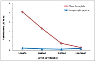 p38 (Phospho-Y323) Antibody