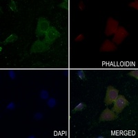 c-Met (Phospho-Y1349) Antibody