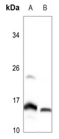 MRPL51 Rabbit Polyclonal Antibody