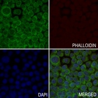 MRPL51 Rabbit Polyclonal Antibody