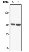 Merlin Rabbit Polyclonal Antibody