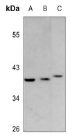 GPR120 Rabbit Polyclonal Antibody