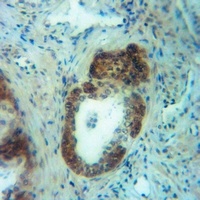 GPR120 Rabbit Polyclonal Antibody
