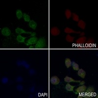GPR120 Rabbit Polyclonal Antibody