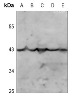 Kappa Opioid Receptor (Phospho-S369) Antibody