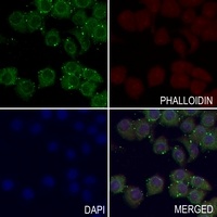 Kappa Opioid Receptor (Phospho-S369) Antibody